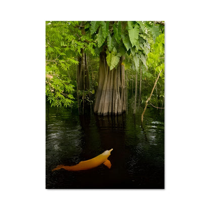 Poster Koi Mystique