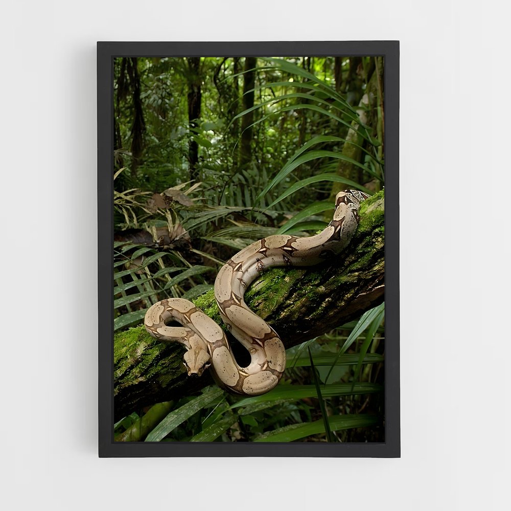 ap-amazon rainforest-14 cadre Noir