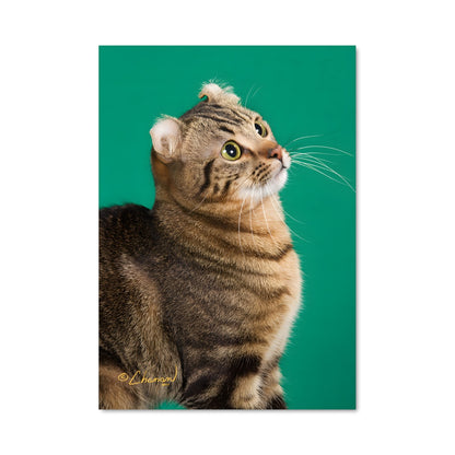 Poster Regard Curieux