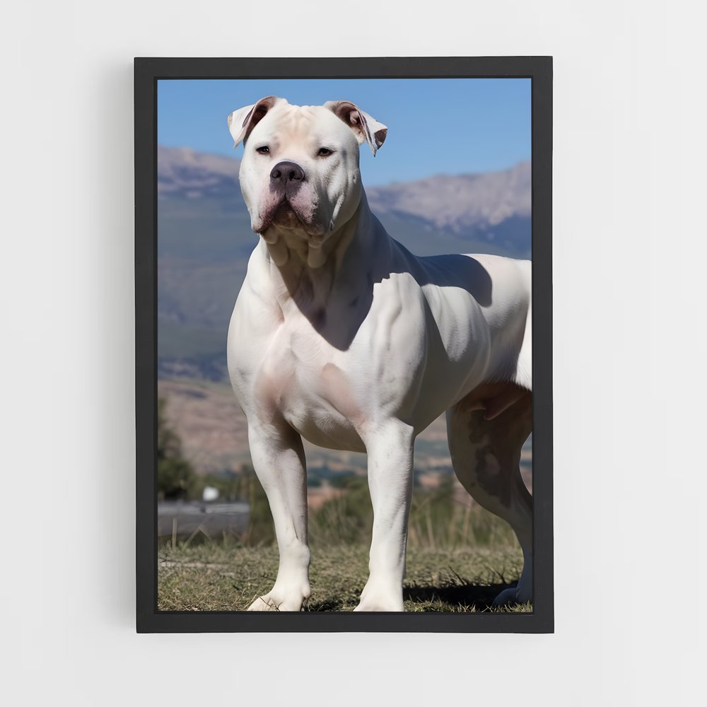 ap-american bulldog-2 cadre Noir