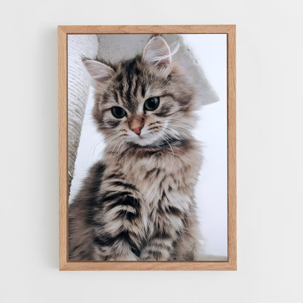 ap-american shorthair-2 cadre Bois clair