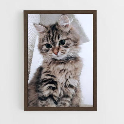 ap-american shorthair-2 cadre Bois foncé