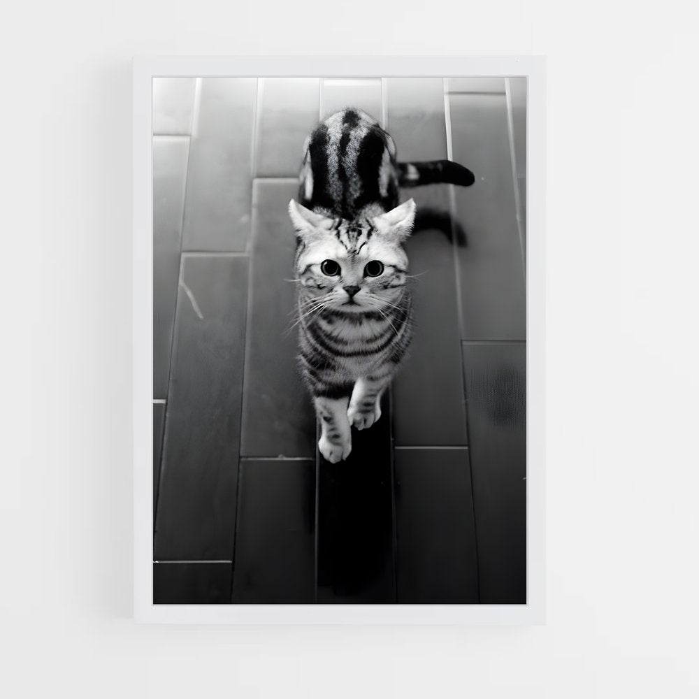 ap-american shorthair-3 cadre Blanc