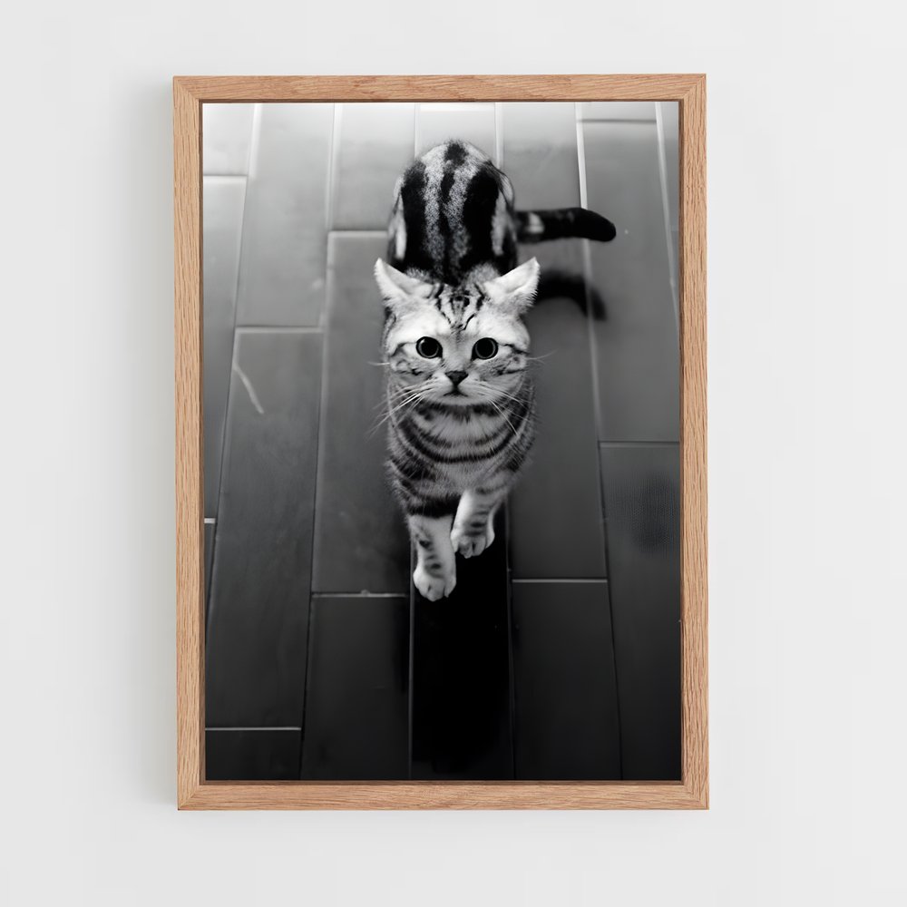 ap-american shorthair-3 cadre Bois clair