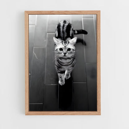 ap-american shorthair-3 cadre Bois clair