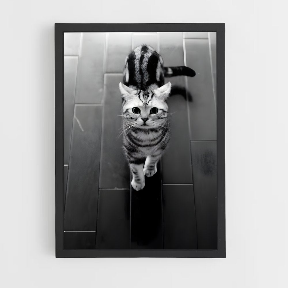 ap-american shorthair-3 cadre Noir