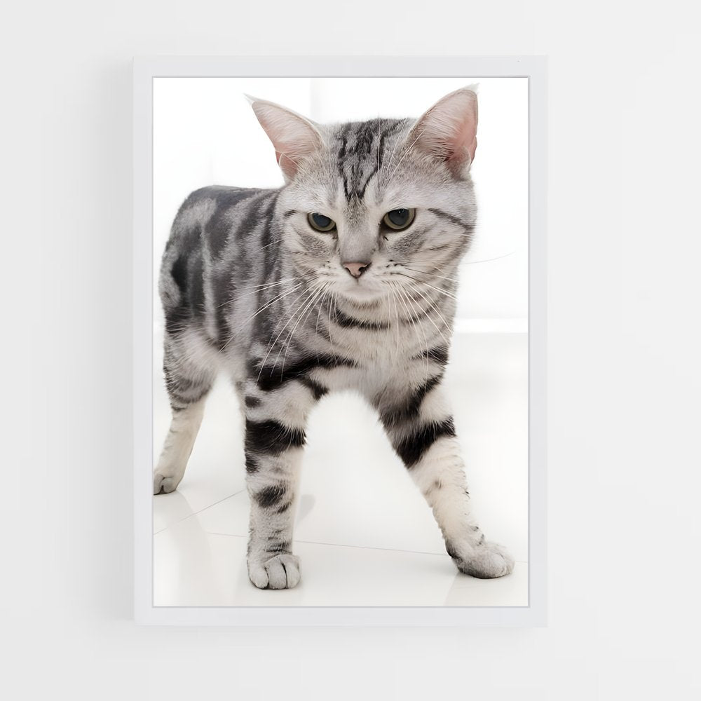 ap-american shorthair-4 cadre Blanc