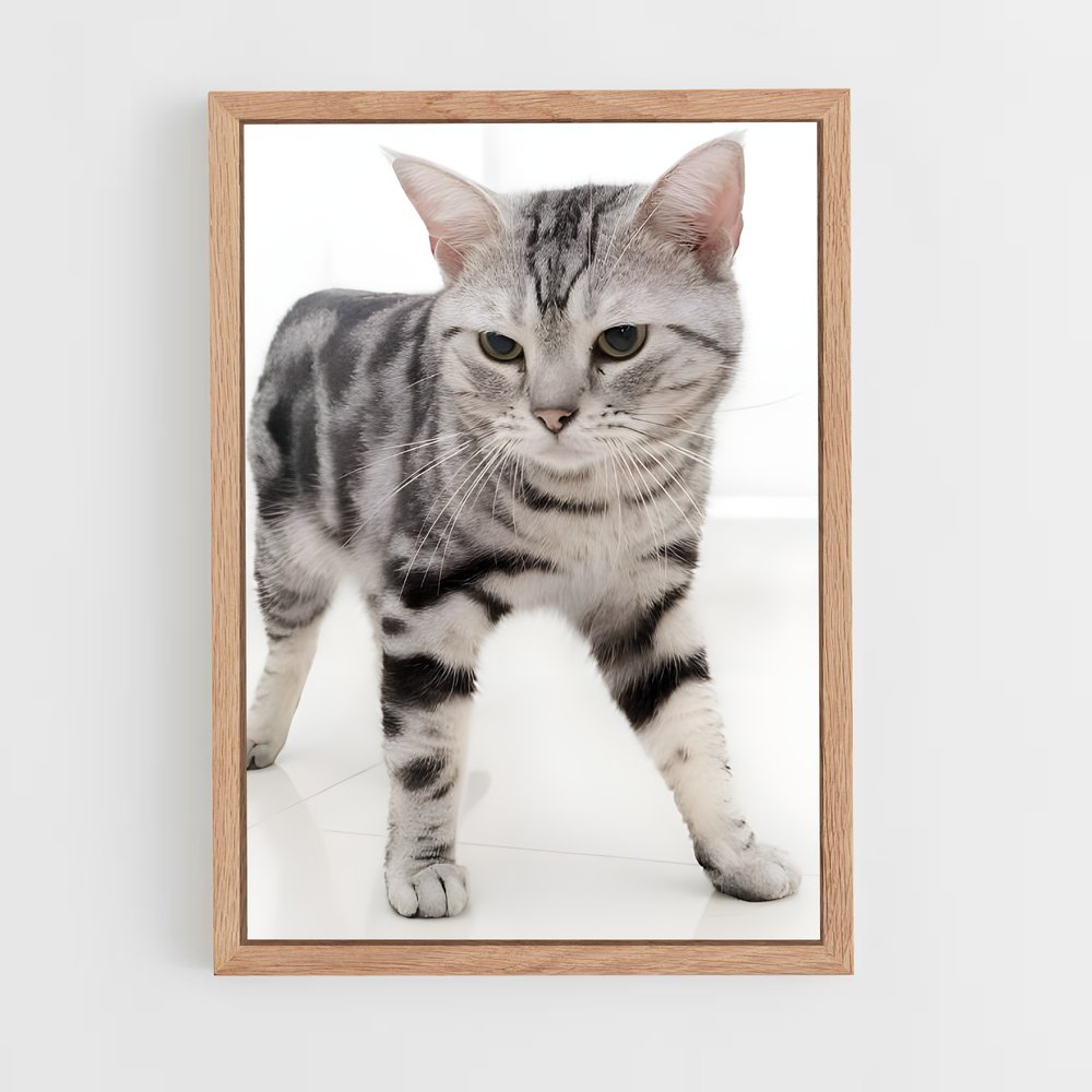 ap-american shorthair-4 cadre Bois clair