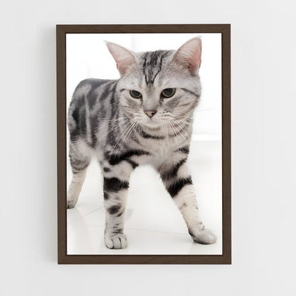 ap-american shorthair-4 cadre Bois foncé