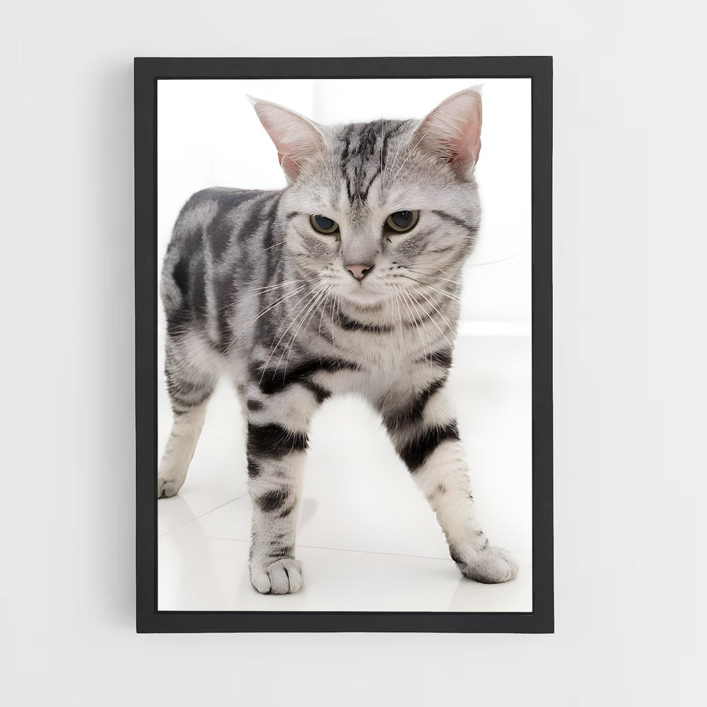 ap-american shorthair-4 cadre Noir