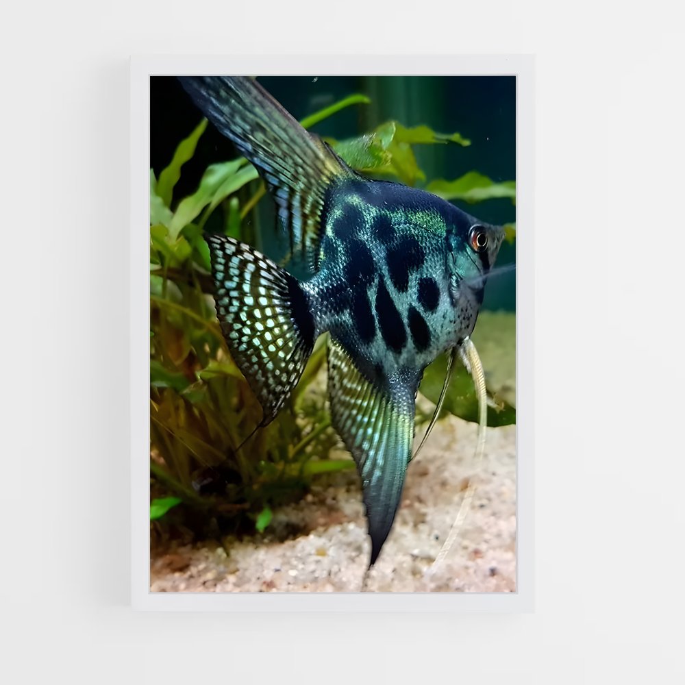 ap-angelfish-1 cadre Blanc