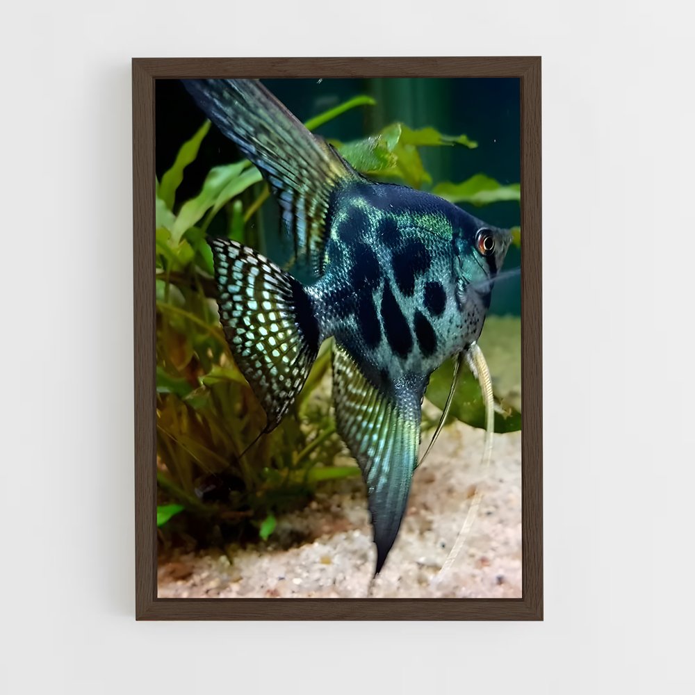 ap-angelfish-1 cadre Bois foncé