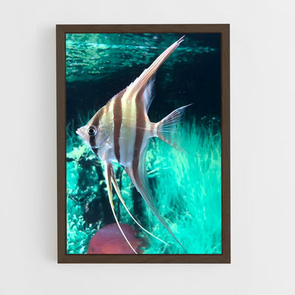 ap-angelfish-2 cadre Bois foncé