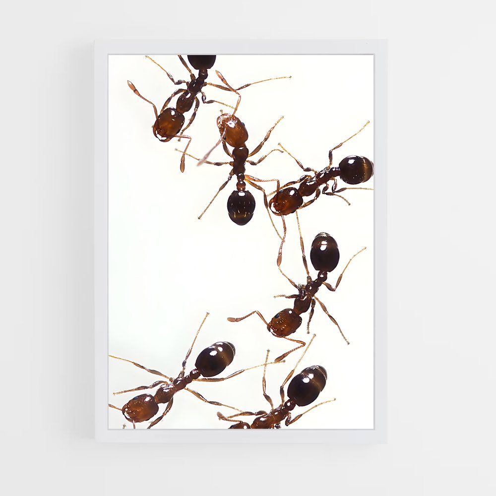 ap-ant-11 cadre Blanc