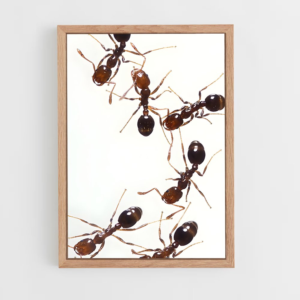 ap-ant-11 cadre Bois clair