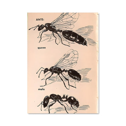Poster Insectes d'Autrefois