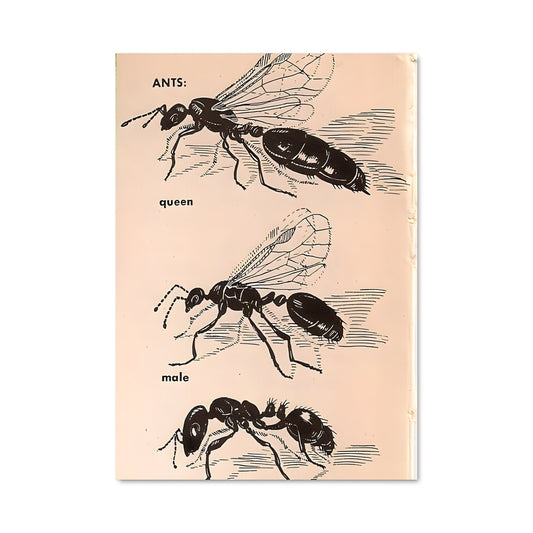 Poster Insectes d'Autrefois