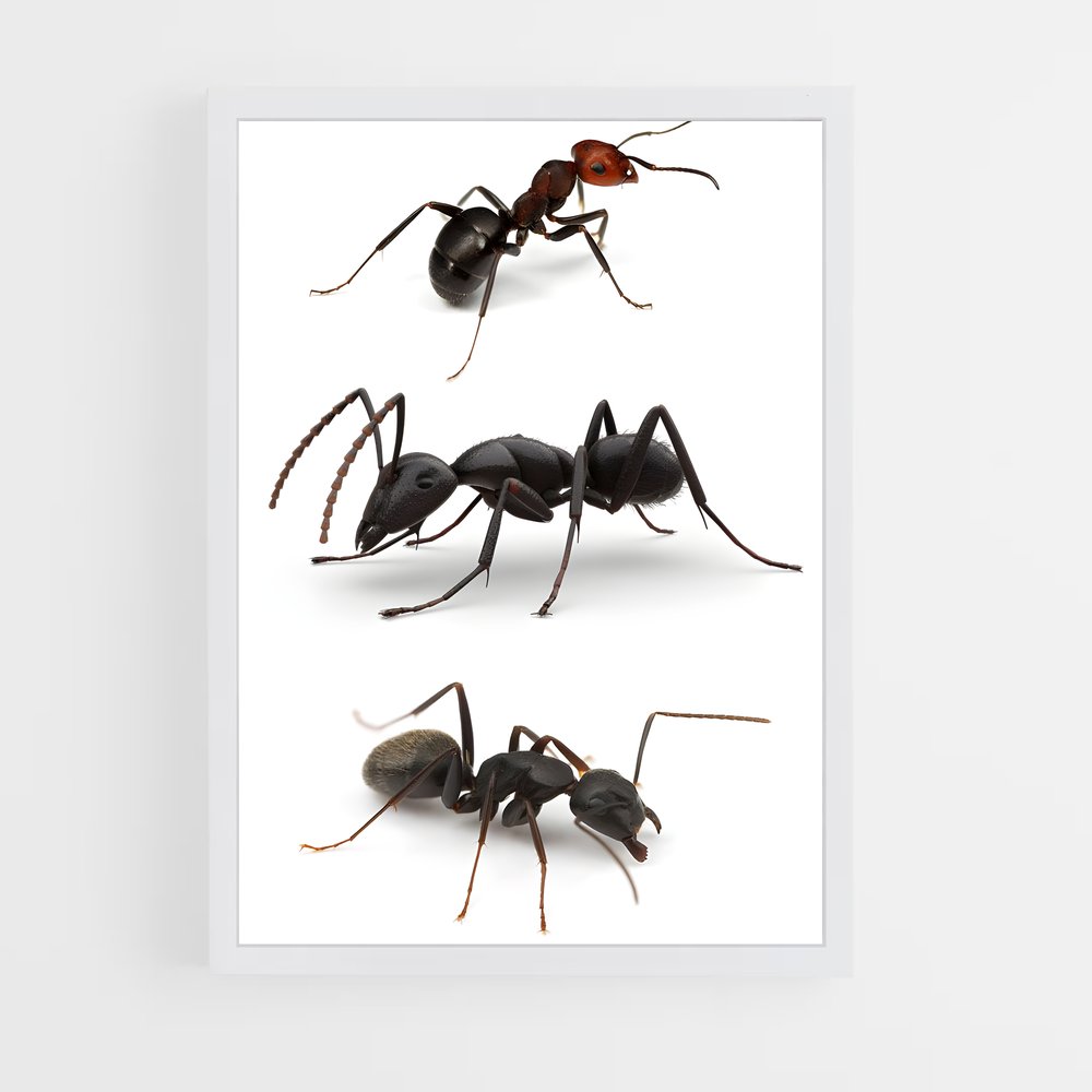 ap-ant-3 cadre Blanc
