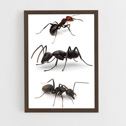 ap-ant-3 cadre Bois foncé