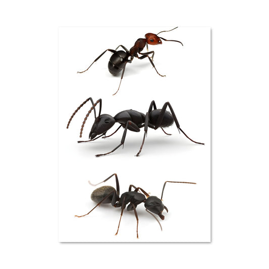 Poster La Colonie Indomptable