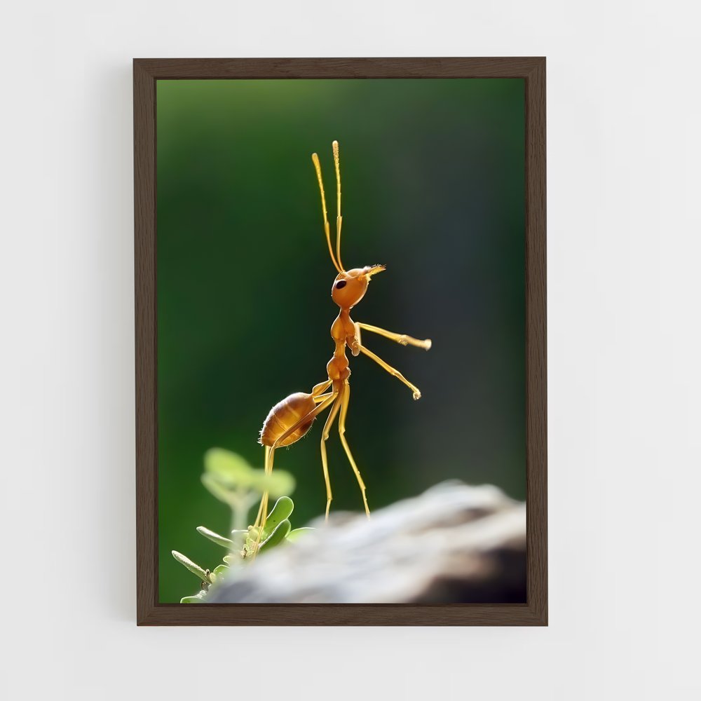 ap-ant-7 cadre Bois foncé