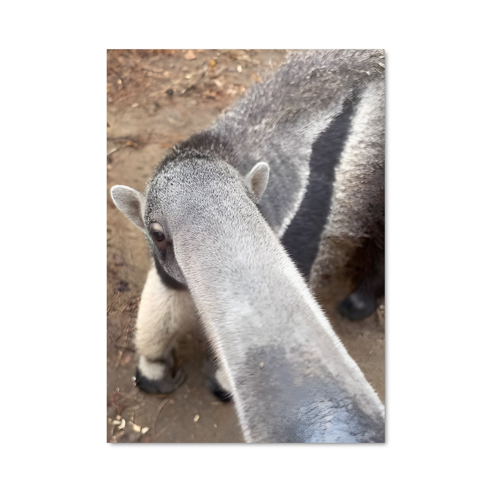 Poster Le Blaireau dans la Terre