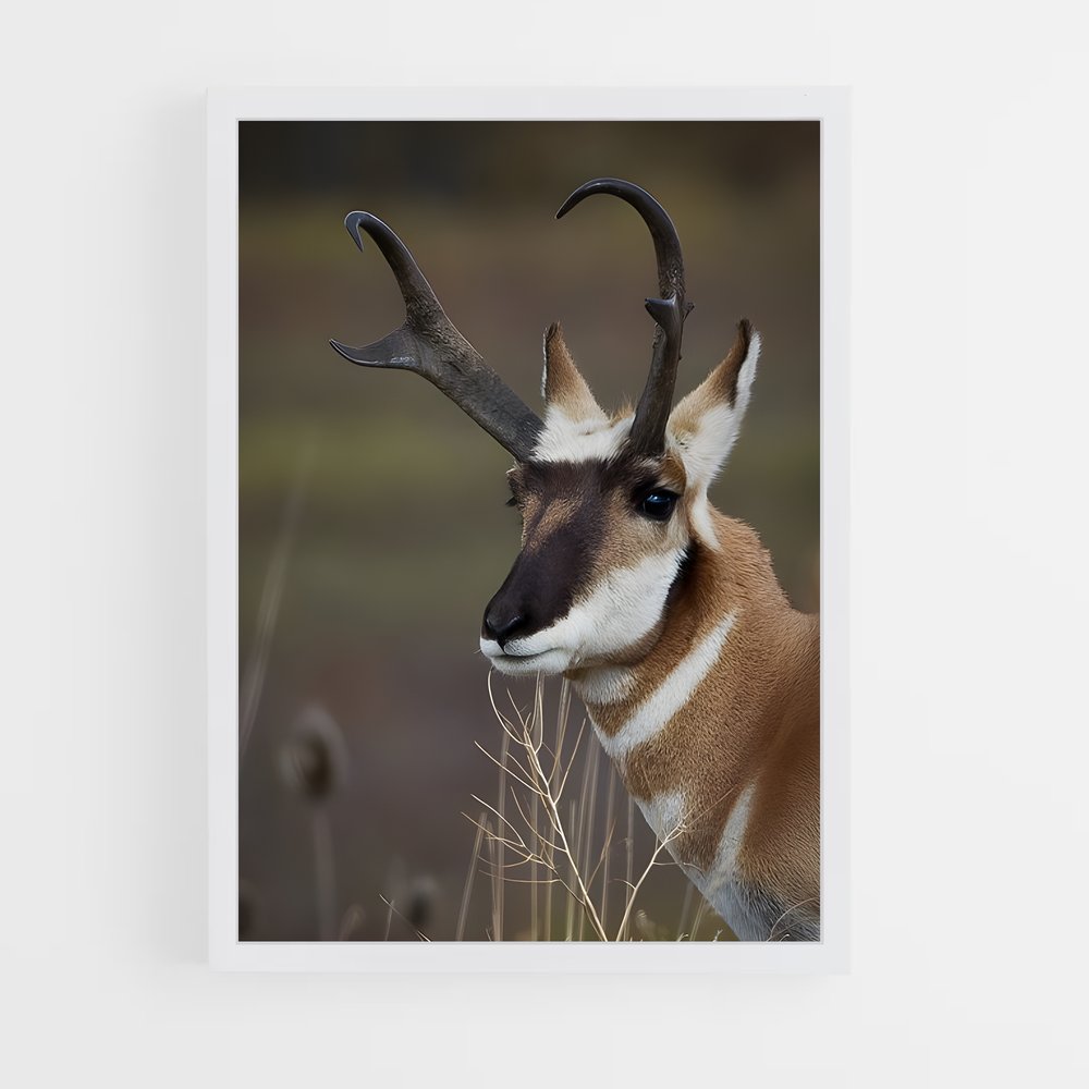 ap-antelope-3 cadre Blanc