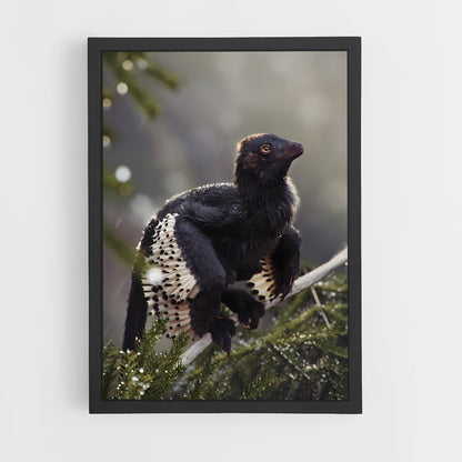 ap-archaeopteryx-1 cadre Noir