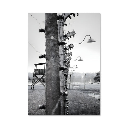 Poster Lumière d'Arbre