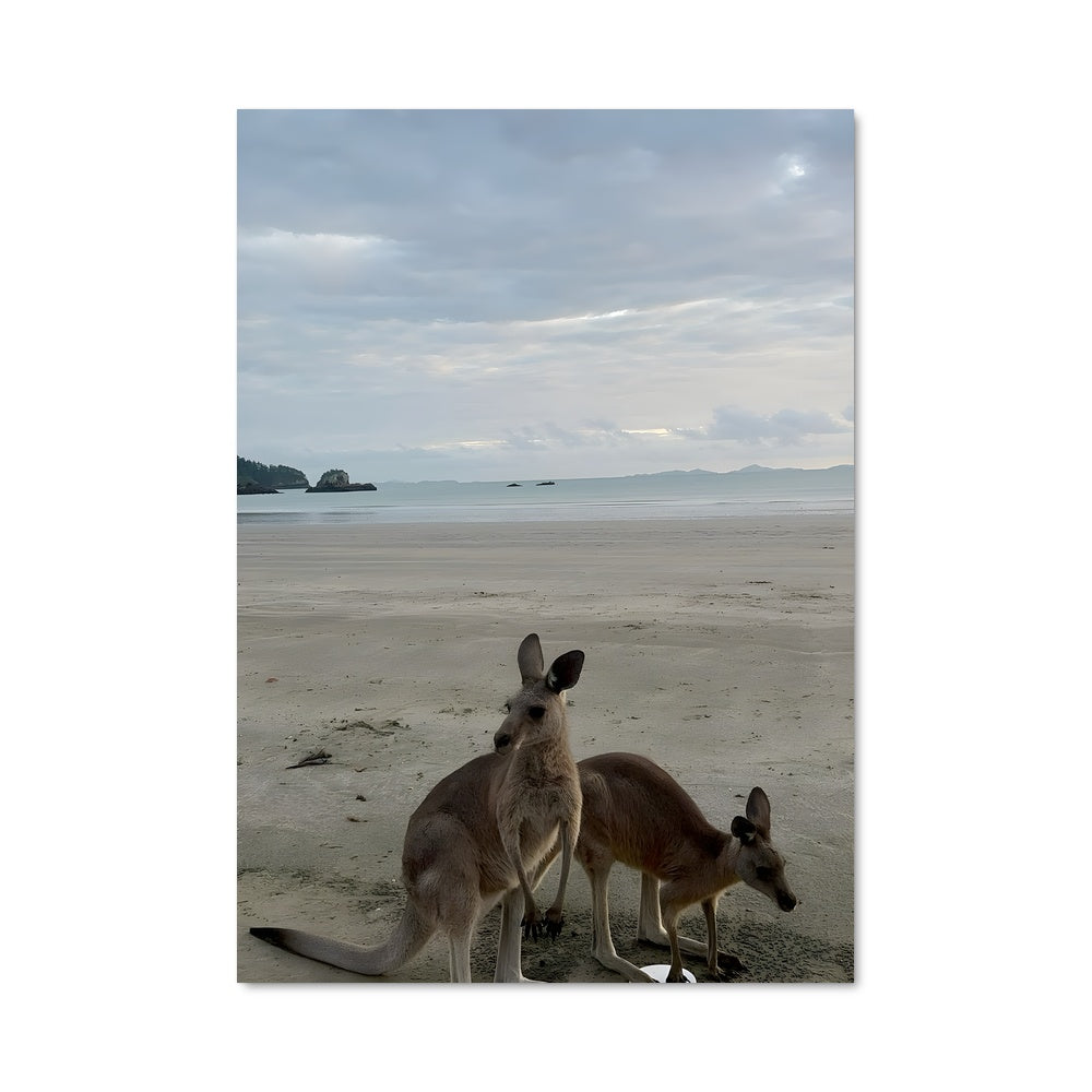 Poster Kangourous en Bord de Mer
