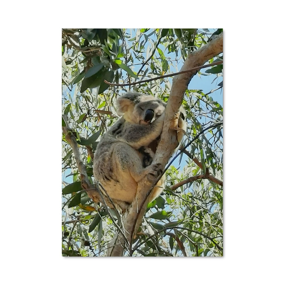 Poster Koala Party