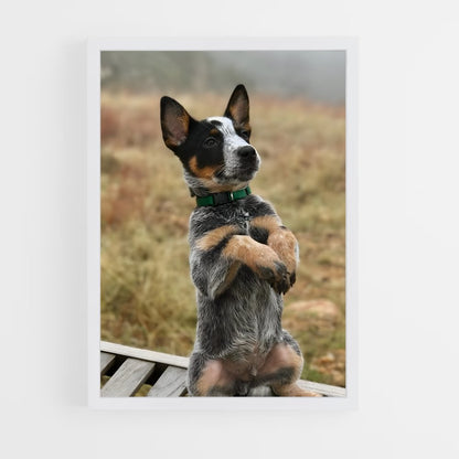 ap-australian cattle dog-2 cadre Blanc