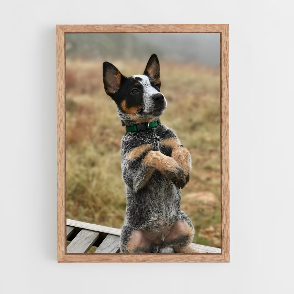 ap-australian cattle dog-2 cadre Bois clair