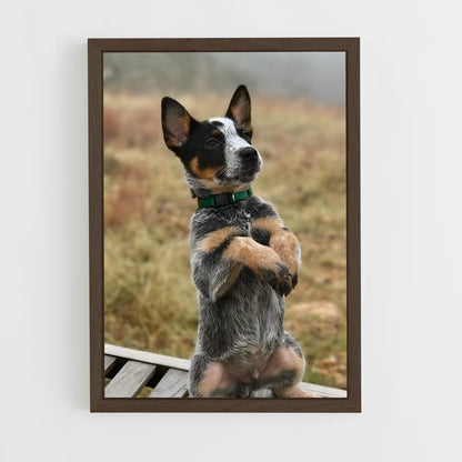 ap-australian cattle dog-2 cadre Bois foncé