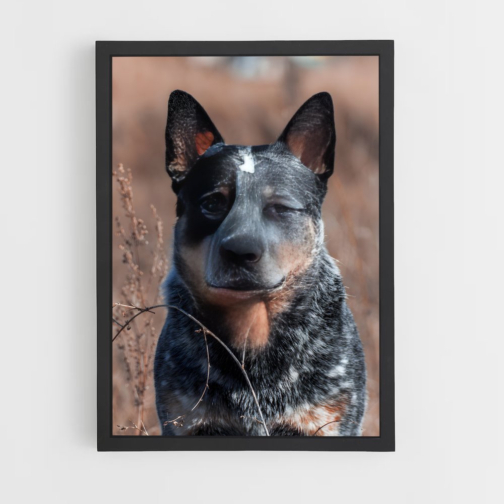 ap-australian cattle dog-3 cadre Noir