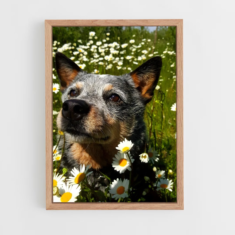 ap-australian cattle dog-5 cadre Bois clair