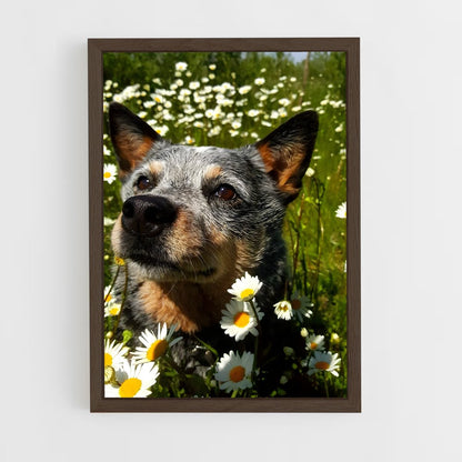 ap-australian cattle dog-5 cadre Bois foncé
