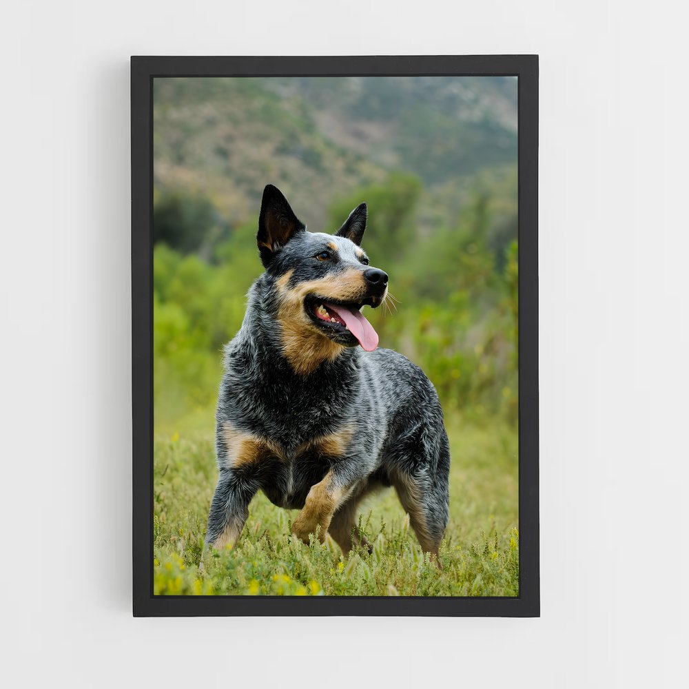 ap-australian cattle dog-6 cadre Noir