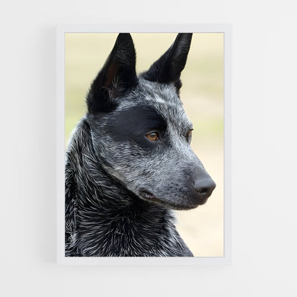 ap-australian cattle dog-7 cadre Blanc
