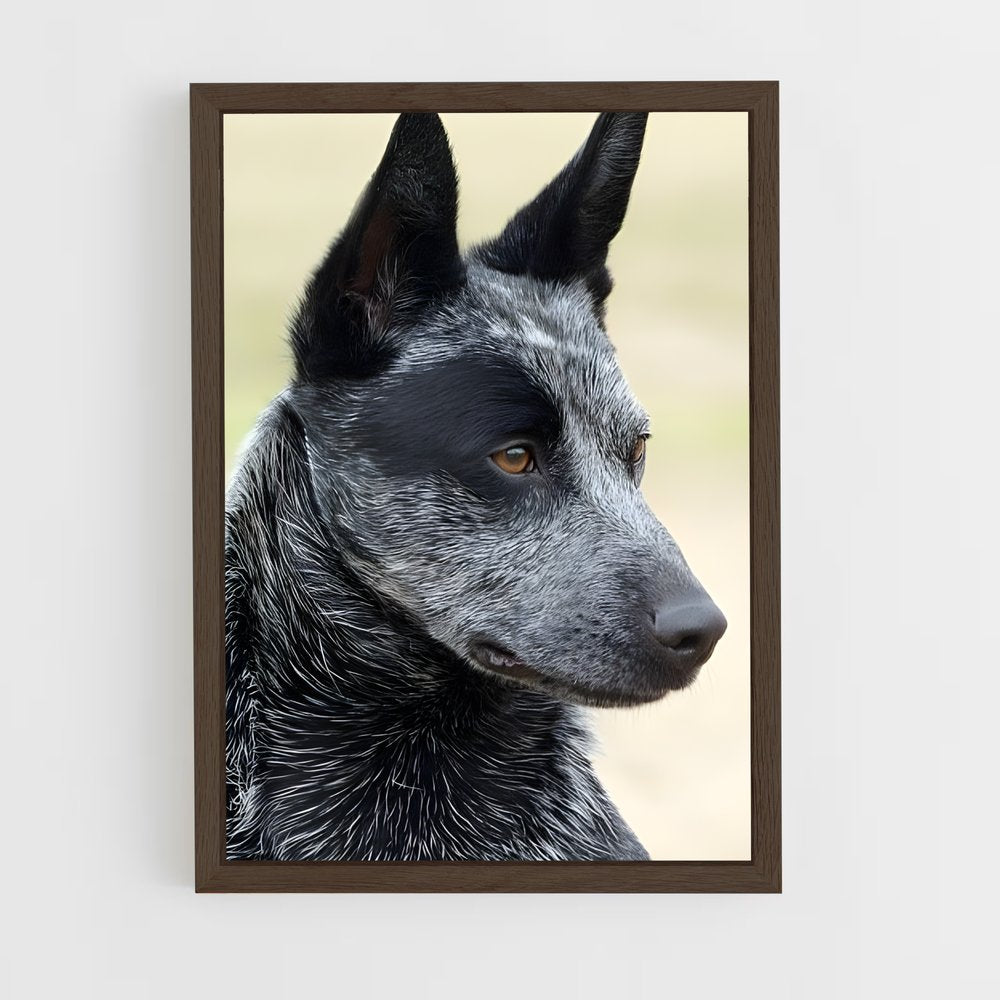 ap-australian cattle dog-7 cadre Bois foncé