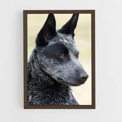 ap-australian cattle dog-7 cadre Bois foncé
