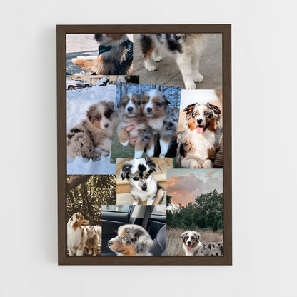 ap-australian shepherd-2 cadre Bois foncé