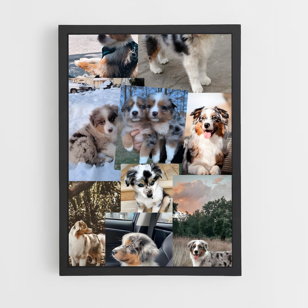 ap-australian shepherd-2 cadre Noir