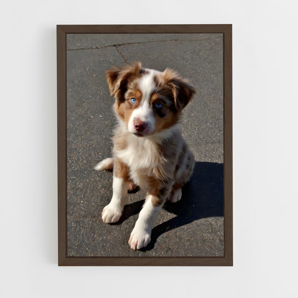 ap-australian shepherd-3 cadre Bois foncé