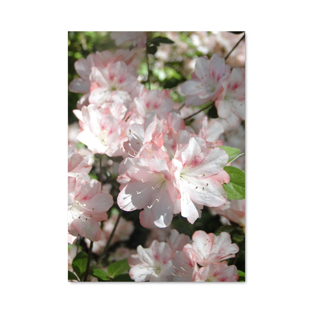 Poster Azalea 96424