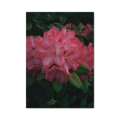Poster Azalea Dreamscape