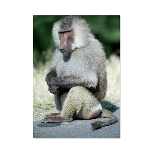 Poster Babouin Relaxé