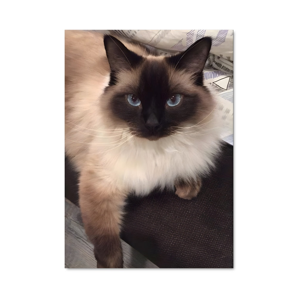 Poster Chat Balinais