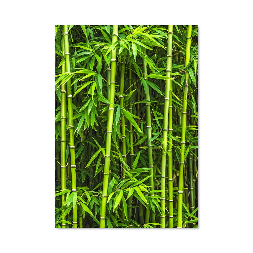 Poster Bamboo 96295