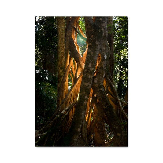 Poster Banyan tree 96919